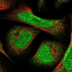 ZNF740 Antibody, Novus Biologicals:Antibodies:Primary Antibodies